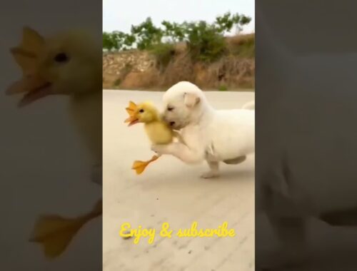 cute puppy & duck baby#shorts #puppy #dogs #doglover