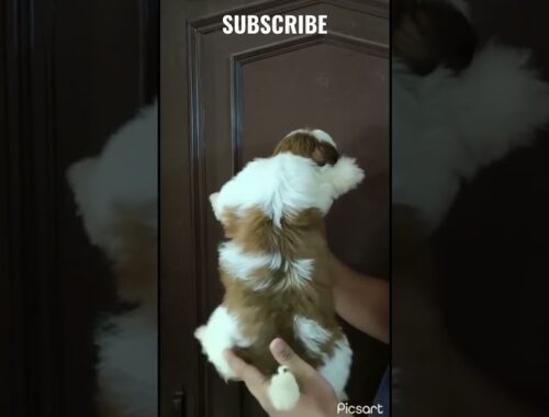 Shihtzu dog| family dog| cute puppy| toy breed| 9999719620 #youtube #shortvideo #viral #like #dogs