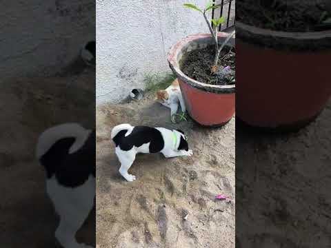 cute puppy playing with kitten best video #puppies #dogs #puppy #cute #kittens #cats