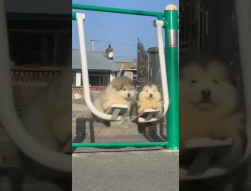 cute twin puppies | adorable puppy | try not to laugh #puppy #cutepuppy #funnydogs #viral #trend