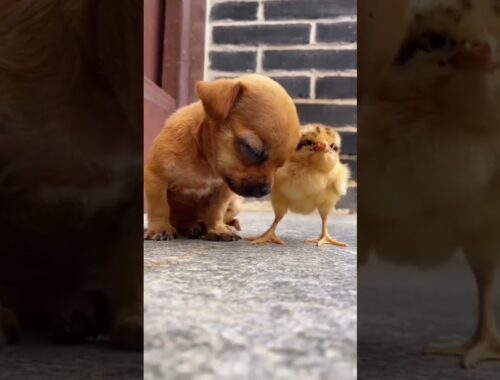 cute puppy with chick. #shorts#short#cute #puppies #puppy #chicks