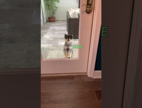 Cute Puppy Begs to Get Inside House