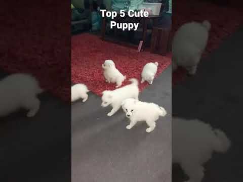 Top 5 cute Puppy #puppylove #puppyvideos