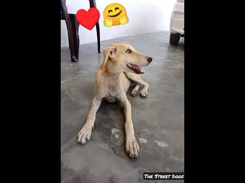 cute puppy || The Street Dogs || #viral #trending #shorts #the_street_dogs #cutepuppy #streetdogs