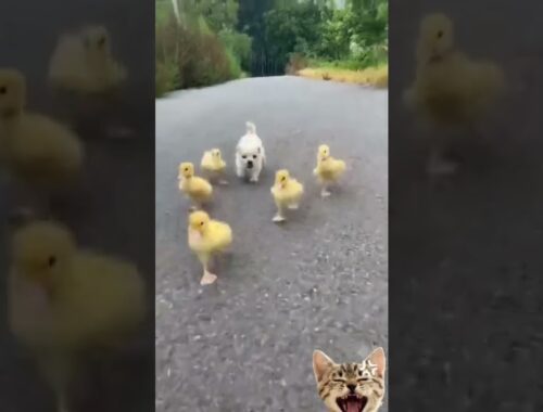 #cute puppy and #ducklings #shortviral |florinel