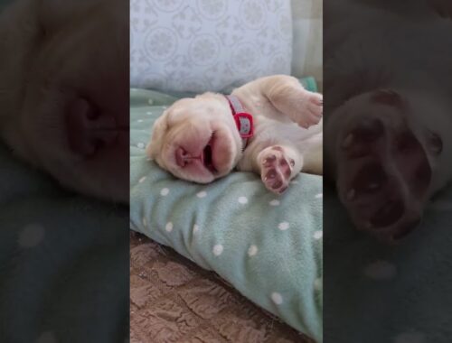 Cute Puppy Dreaming #shorts #cute #puppy
