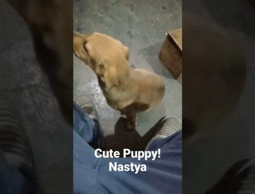 Cute Puppy Nastya