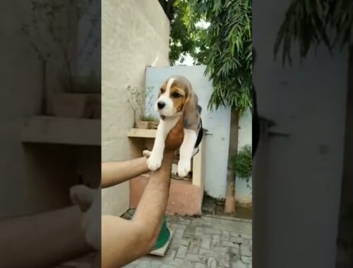 Beagle cute puppy//#shorts @Vimal Malik vlogs