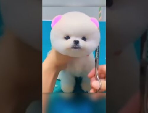 Oddly Satisfying Cute Puppy Grooming #shorts #puppies