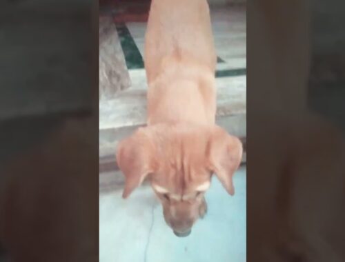 so cute puppy #dog #puppy #shortvideo