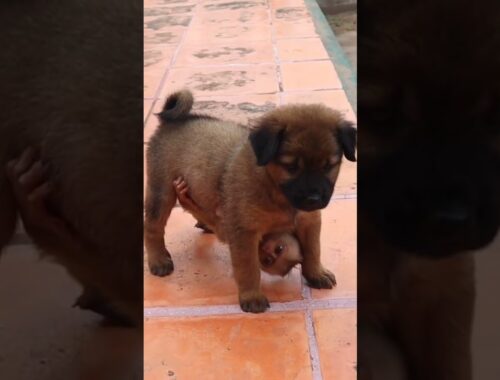 Wow! Cute puppy can't escape from a baby monkey's hugging #shorts