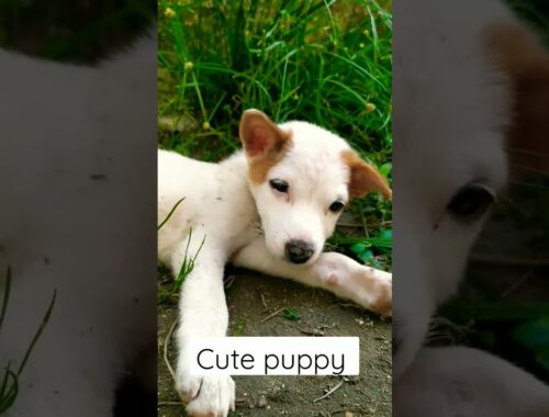 Cute puppy |#vairalshort |#viralvideo |#like |#subscribe