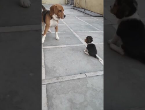 #shorts cute puppy play with father
