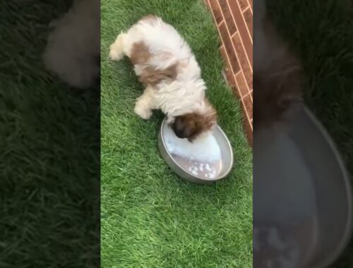 my cute puppy eating