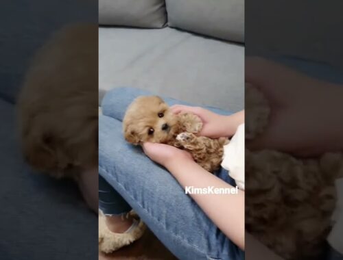 Funny and Cute Puppy Videos Short  - cute playing