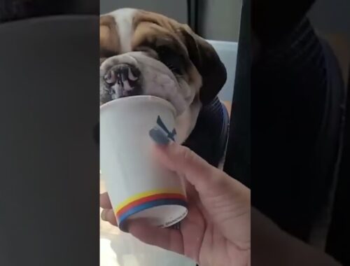 My cute puppy eating ice cream /pet video #short video #funny pet #funny dog
