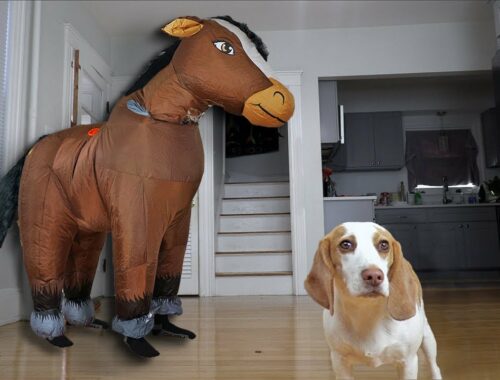 Cute Puppy vs Giant Horse Prank: Cute Puppy Dog Indie Pranked by Horses