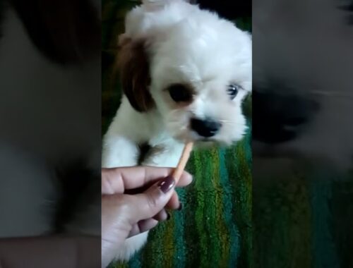 Feeding the Cute Puppy#shortvideo