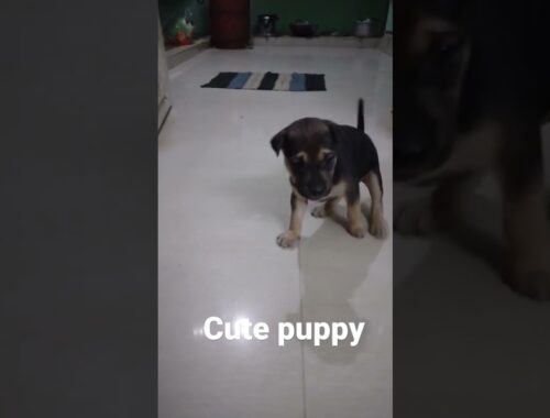 cute puppy ll German shepherd #ytshorts #video #subscribe
