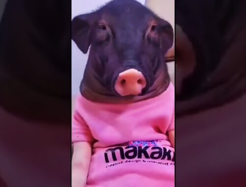 Cute Dogs Compilation - Funny Dog #tiktok - Cute #Puppy #shorts #trending
