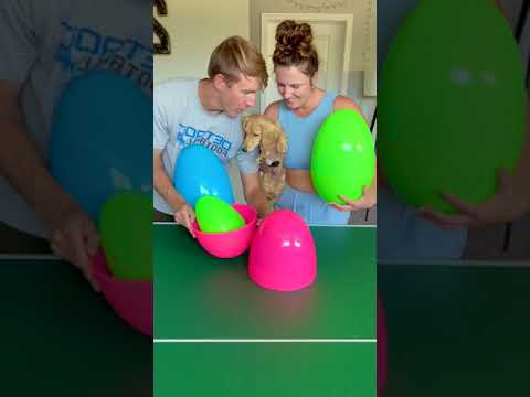 GIANT Surprise Egg Challenge with Cute Puppy Win Prizes! #shorts