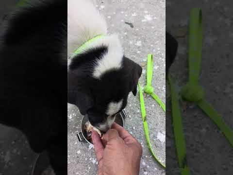 cute puppy eating food from my hand #cute #puppies #puppy #dogs #dogos #mgymanojgeetayog #kutta