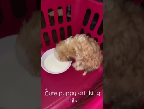 Cute puppy drinking milk!