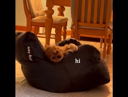 Cute Puppy vs Chair
