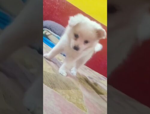 today new puppy come #shorts cute puppy #trending #dog