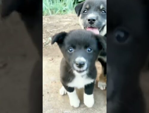 Cute puppy videos#viral#ytshorts