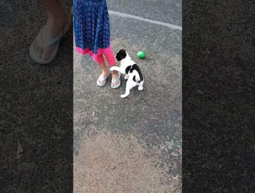 cute puppy playing with cute girl. #dogsforadoption #puppiesforsale #dogos #mgymanojgeetayog #dogs