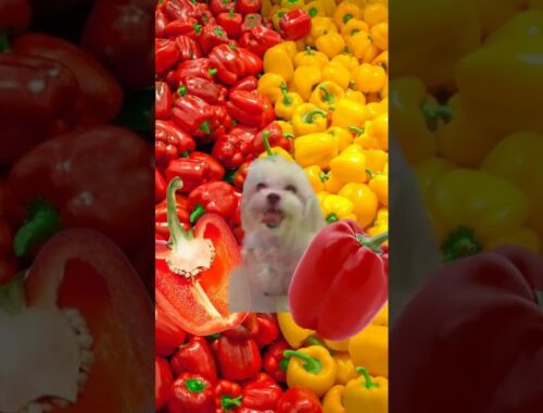 Delicious Belly Pepper with cute Puppy Maltese #shorts #asmr #viral #youtubeshort