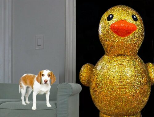 Puppy Surprised with Giant Golden Rubber Duck! Cute Puppy Dog Indie Gets Epic Rubber Ducky Surprise