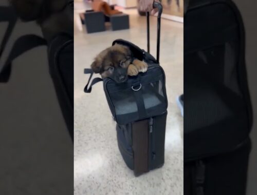 Cute Puppy in Airport Traveling to Forever Home #shorts #short #dogs
