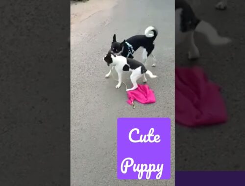 cute puppy playing #dogos #dogsforadoption #doglovers #dogsforsale #puppies #puppy #puppiesforsale