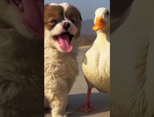 Cute puppy and duck playing #shorts #viralshorts