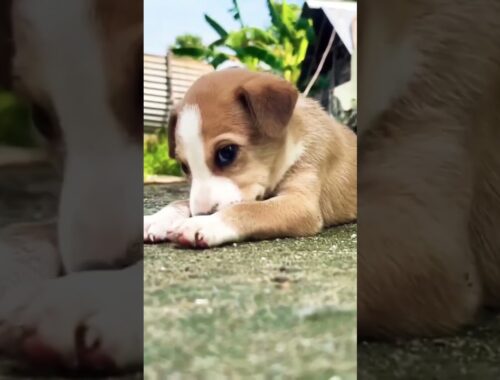 Cute puppy|| puppy sound #shorts #puppy #dog