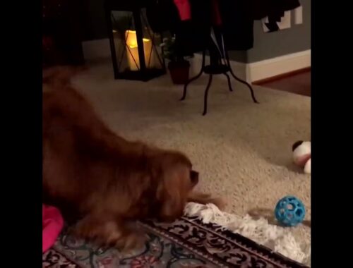 Cute Puppy Plays with Christmas Toy