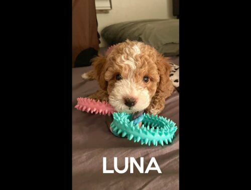 Cute Puppy Luna | Toy Poodle & Maltese/Havanese Cross | #shorts