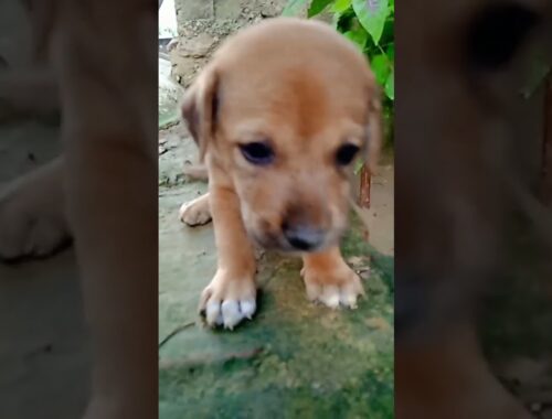 cute puppy : cute puppies: small dog : cute small puppies #shorts #viral #youtubeshorts #puppy