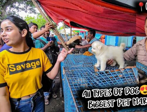 Cheap Price Dog In Kolkata | Gallif Street Pet Market Kolkata | Recent Dog Puppy Price Update | Dogs