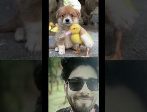 dog and Bird #shorts #viral #cute #puppy #trending