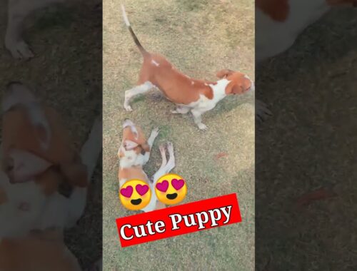 Cute puppy #dogs #dogvideo #doglovers
