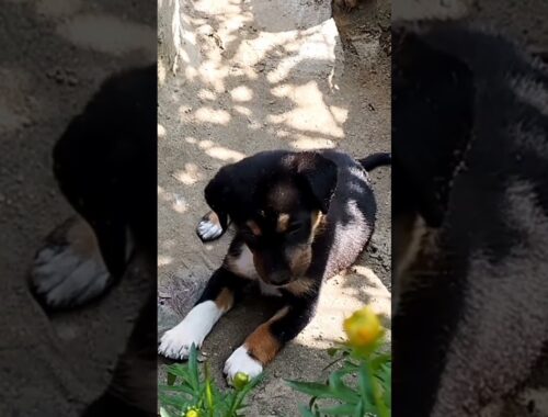 Cute puppy playing with flower, cutest pet, adorable, satisfying to watch #shorts #shortvideo #viral