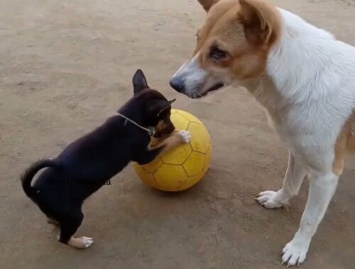 Cute Puppy Playing Ball Alone @Sarah Sangma