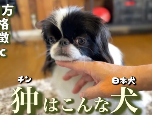 飼い主が語る日本犬狆の性格　賢い？飼いやすい？