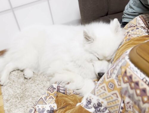 どんなに疲れていても寝るときはママにべったりな犬｜オフ会in静岡【サモエド】