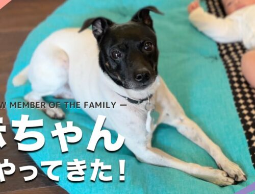 赤ちゃんと暮らし始める犬【日本テリアとの暮らし】(japanese terrier, nihon terrier)