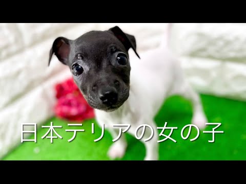 日本テリアの子犬　（平野瓜破）