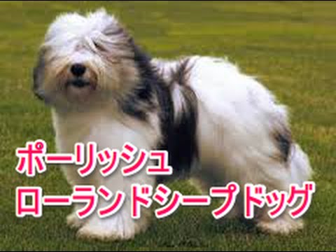 【犬図鑑】ポーリッシュローランドシープドッグ